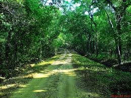Odishas forest cover increased by 3.4 lakh hectare in 20 years
