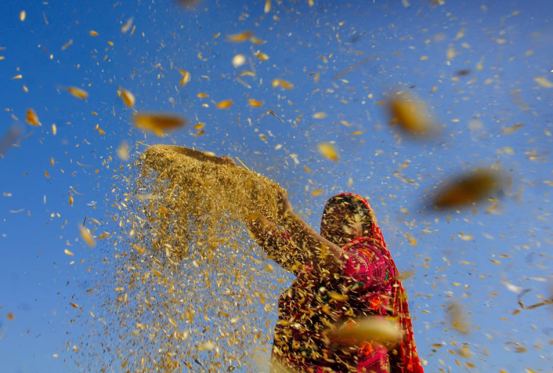 Odisha govt to give Rs 9,500 crore kharif crop loan in 2023