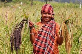 Odisha to Become First State in Country to Release Traditional Millet Landraces Conserved by Tribal Custodian Farmers