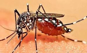Odisha government declares ‘do or die’ fight against malaria