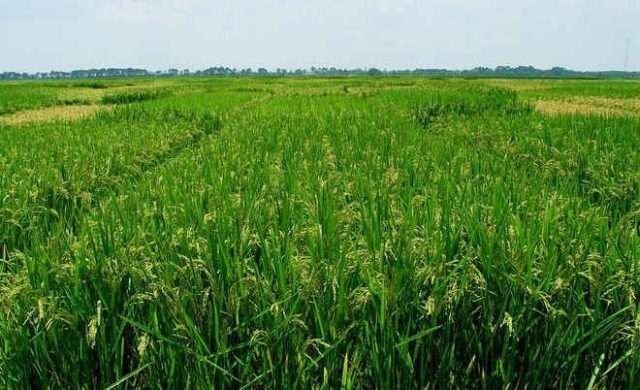 Odisha to cover 25 L farmers under crop insurance in Kharif