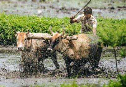 Farmers to get second phase KALIA financial assistance on Utkala Dibasa